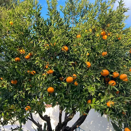Alpstuga Il Nido Di Mortelle I Messina